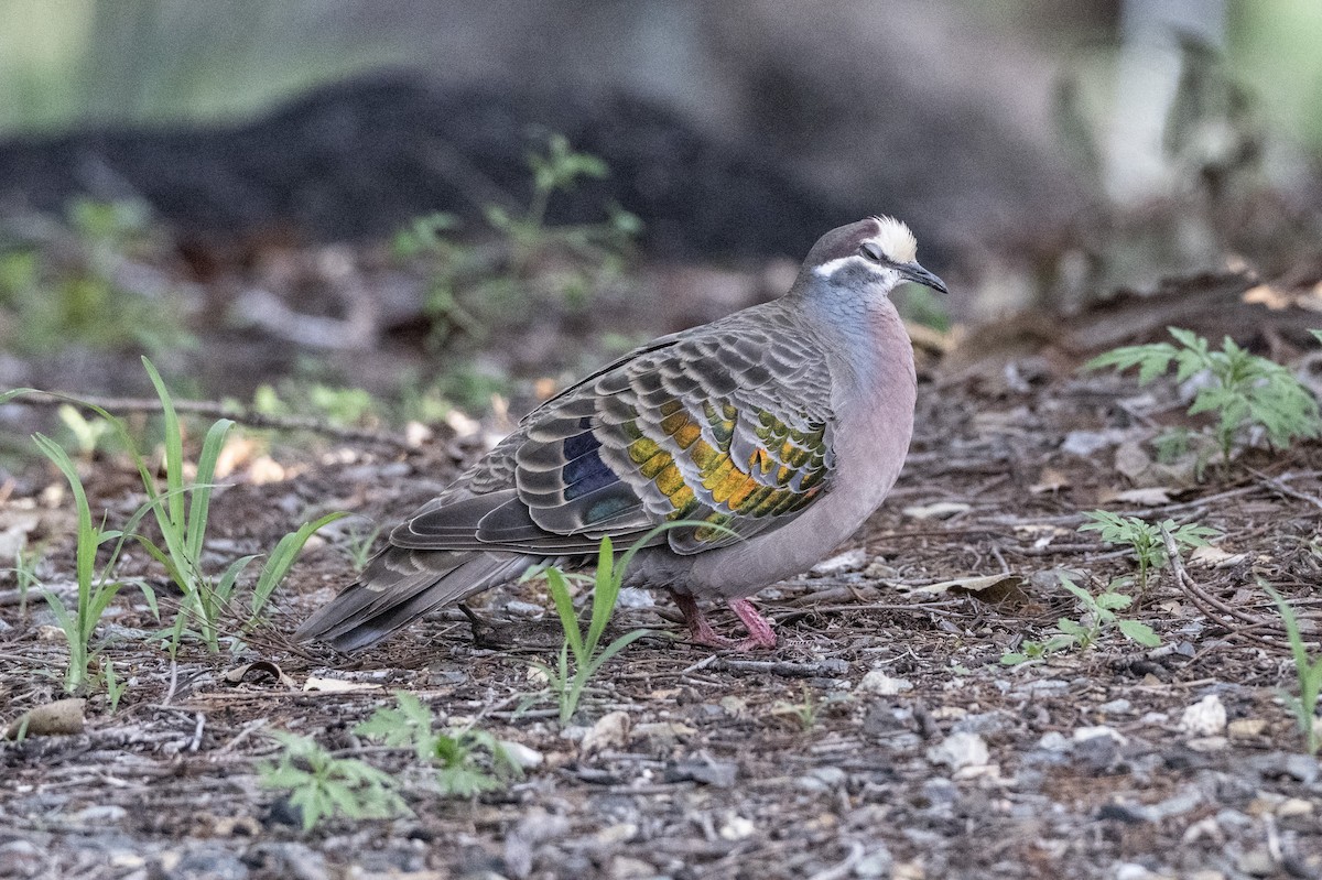 Common Bronzewing - ML646166219