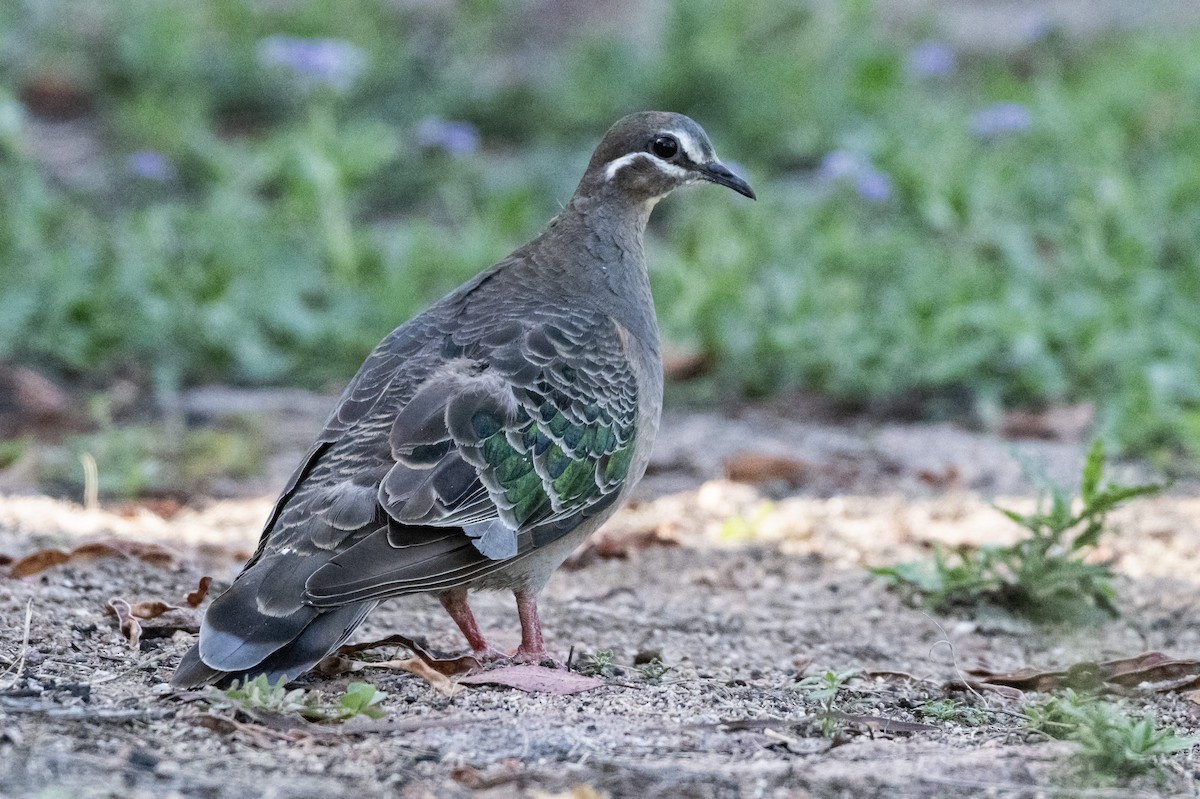 Common Bronzewing - ML646166222