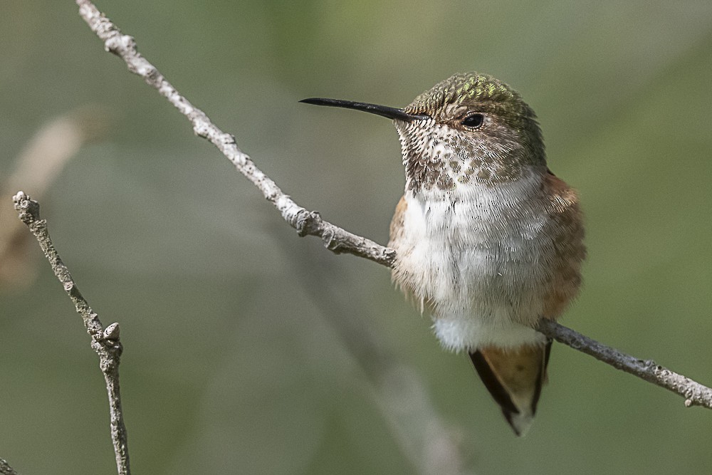Allen's Hummingbird - ML646166223
