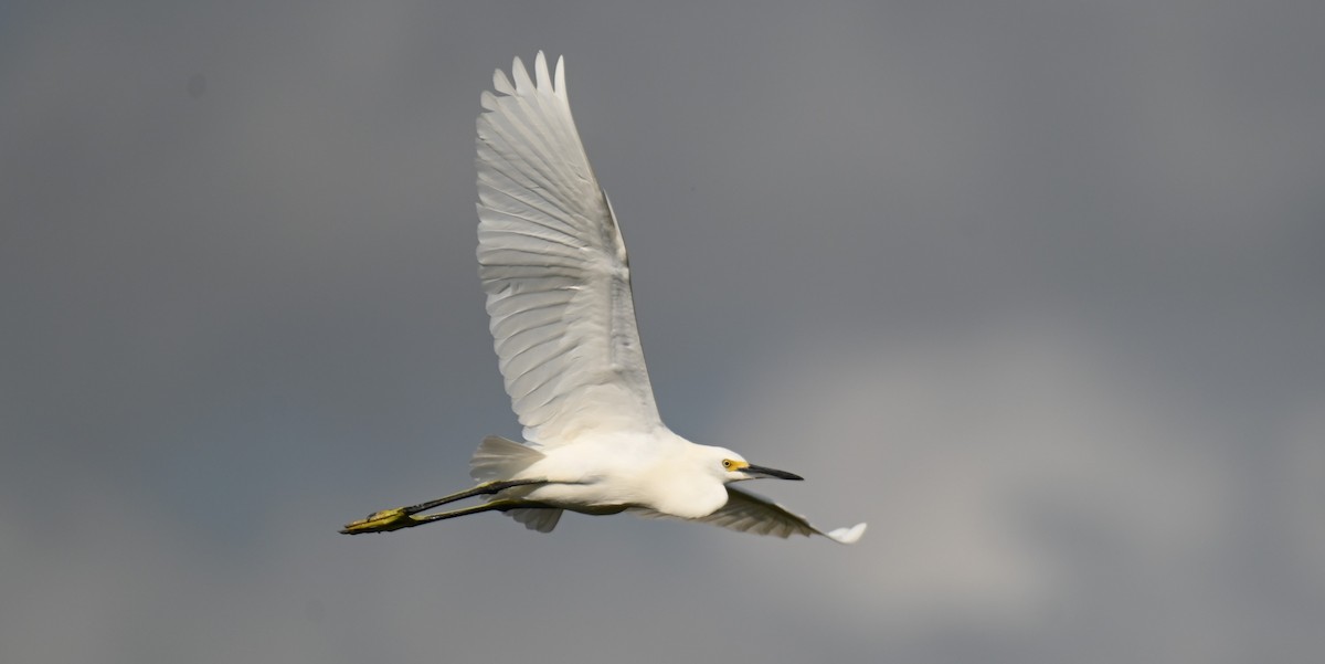 Snowy Egret - ML646166224