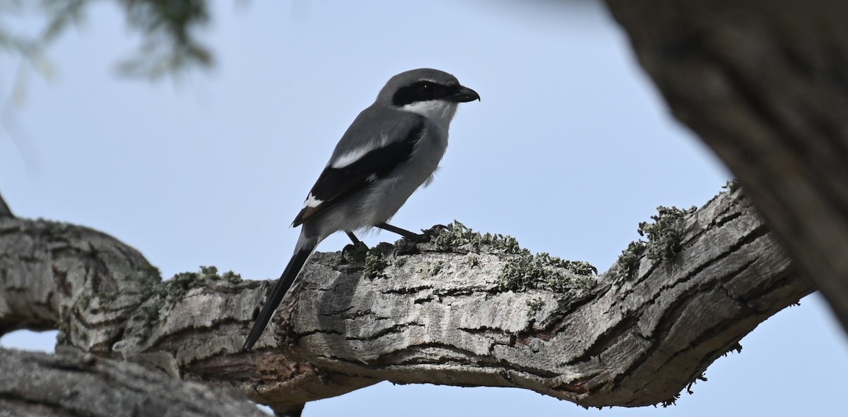 Loggerhead Shrike - ML646166226
