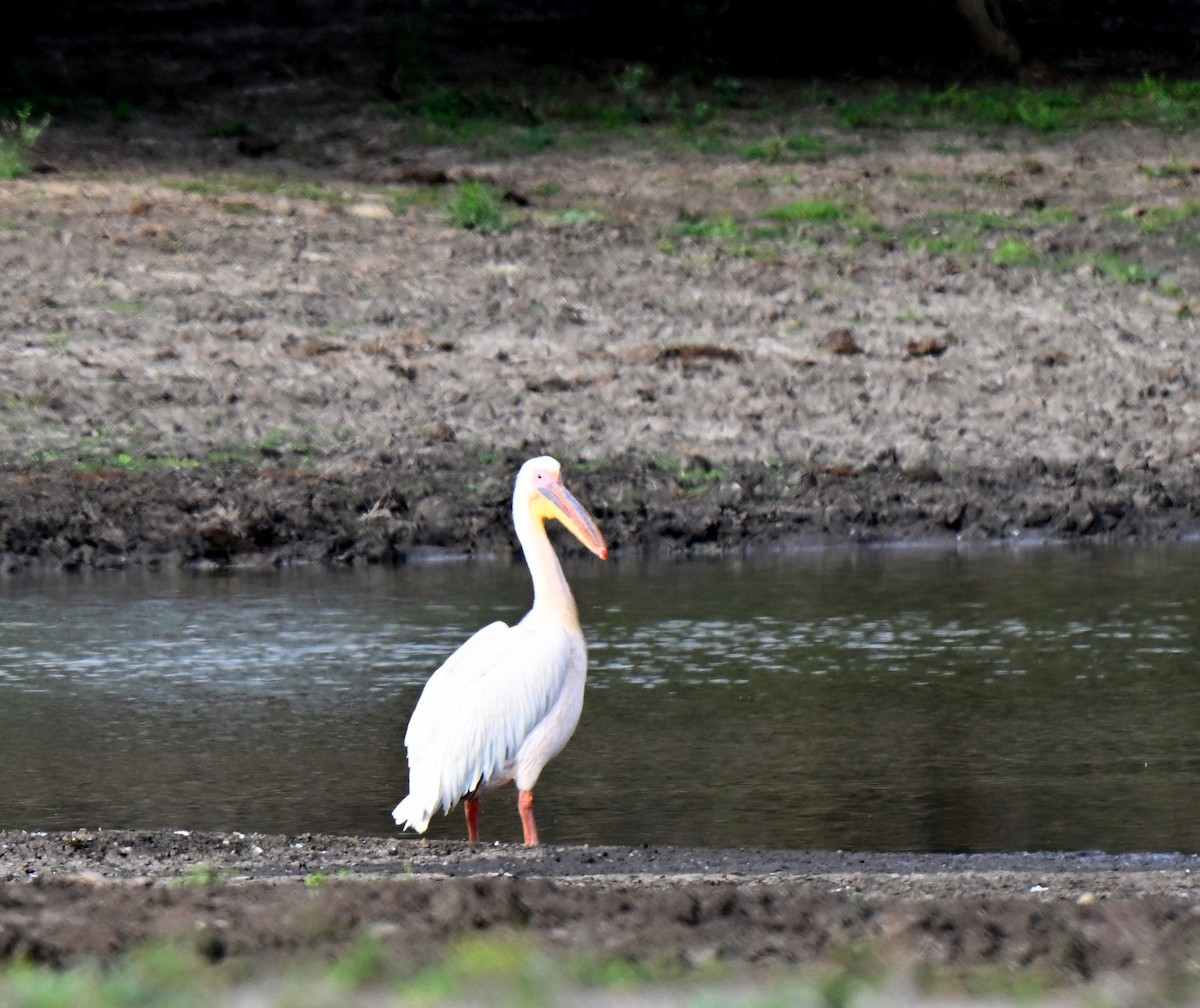 Great White Pelican - ML646166227