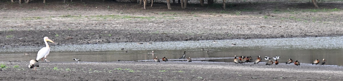 Great White Pelican - ML646166228