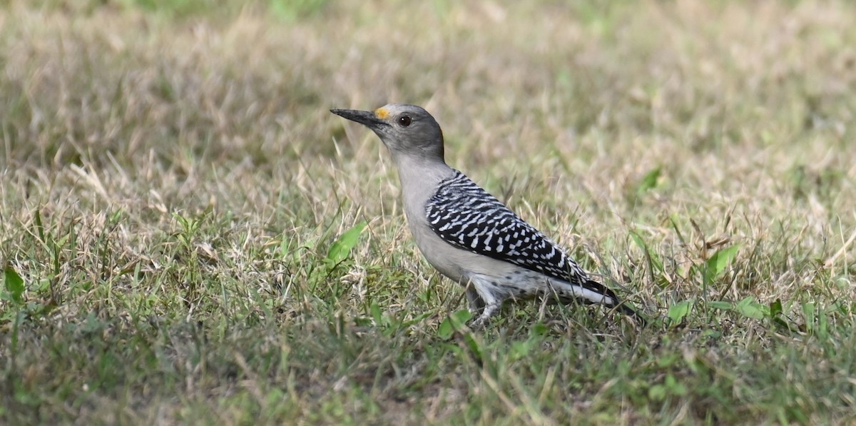 Golden-fronted Woodpecker - ML646166230