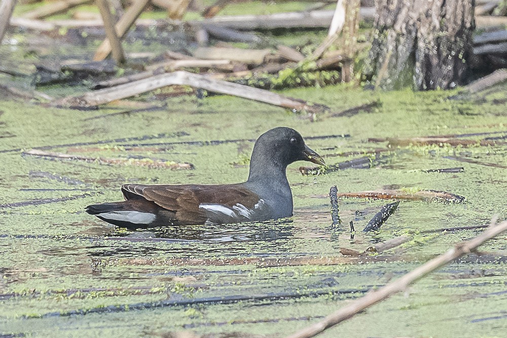 Common Gallinule - ML646166231