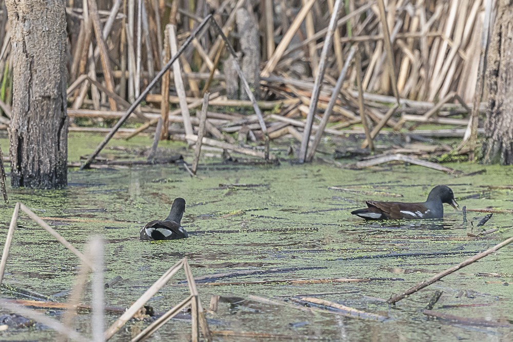 Common Gallinule - ML646166232