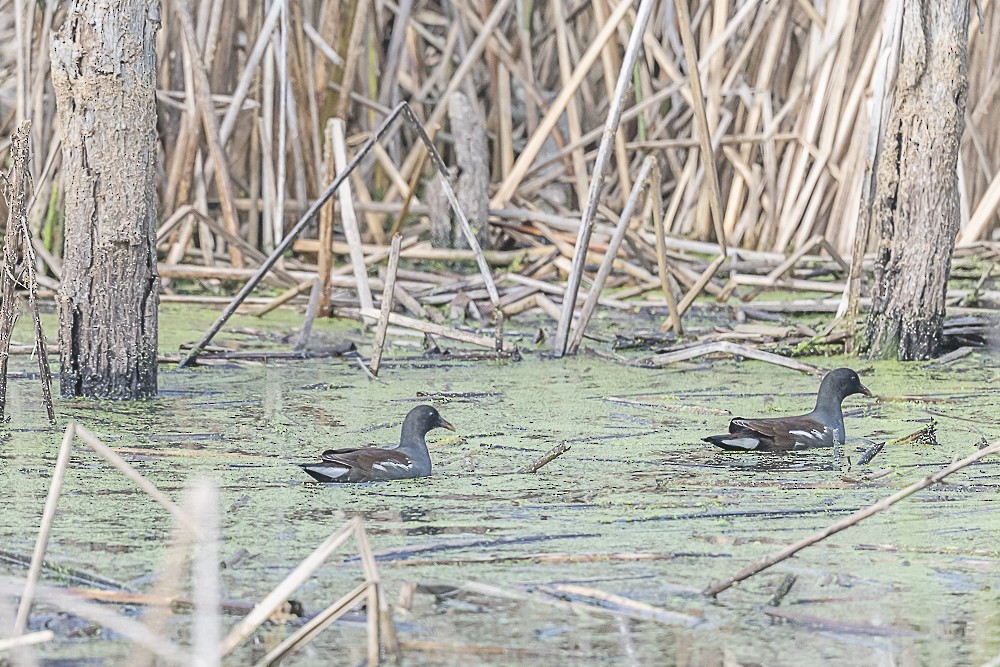 Common Gallinule - ML646166233