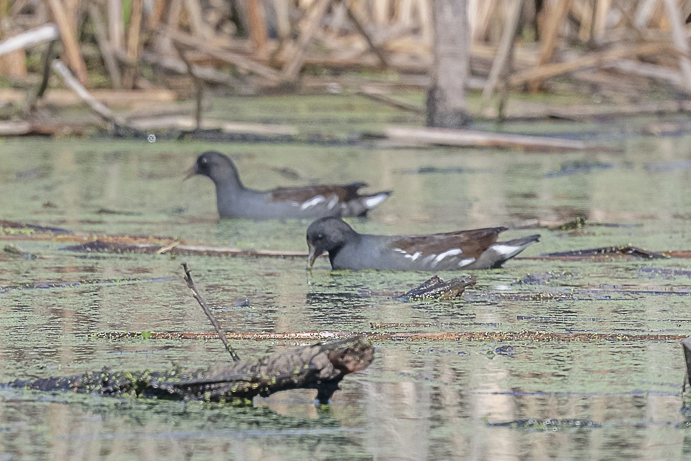 Common Gallinule - ML646166234