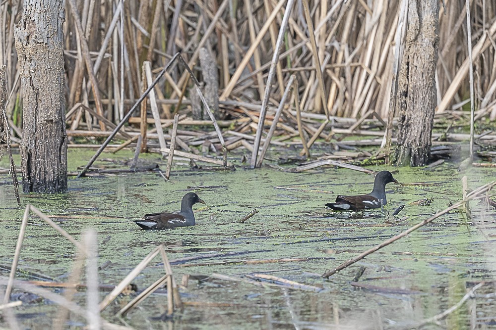 Common Gallinule - ML646166235