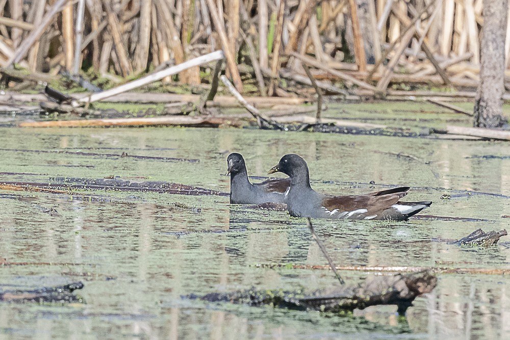 Common Gallinule - ML646166236