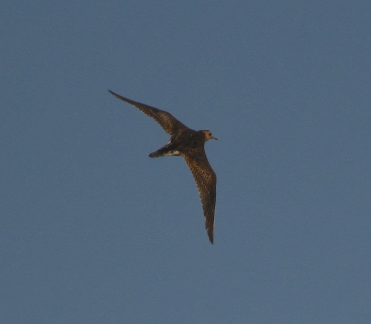 Upland Sandpiper - ML646166240