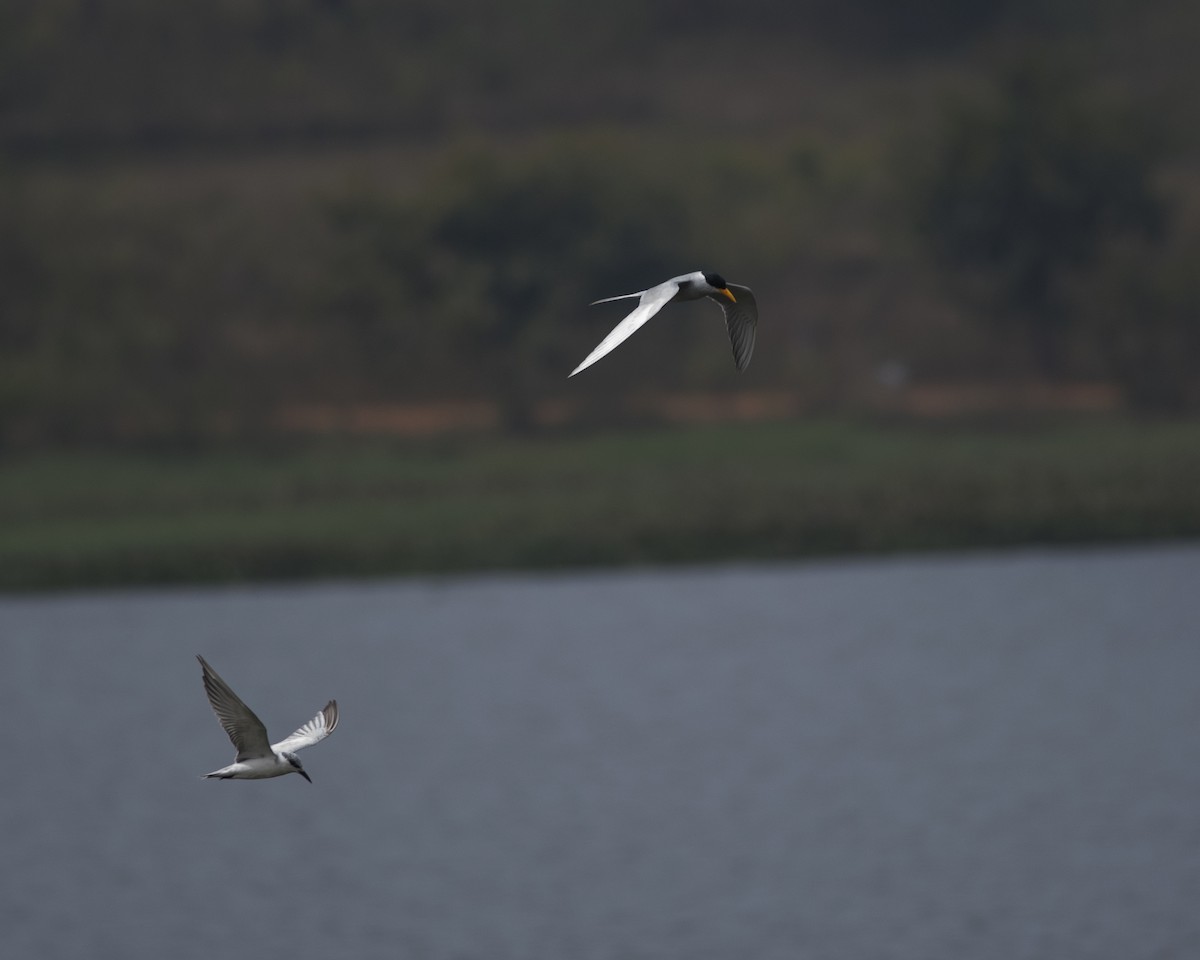 River Tern - ML646166245