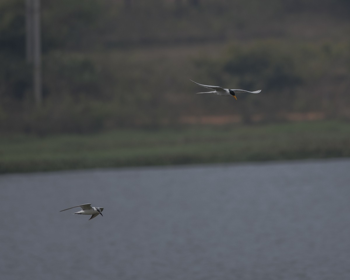 River Tern - ML646166246