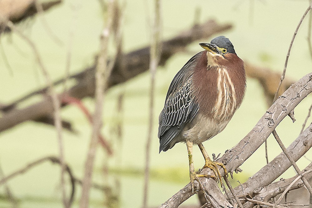 Green Heron - ML646166252
