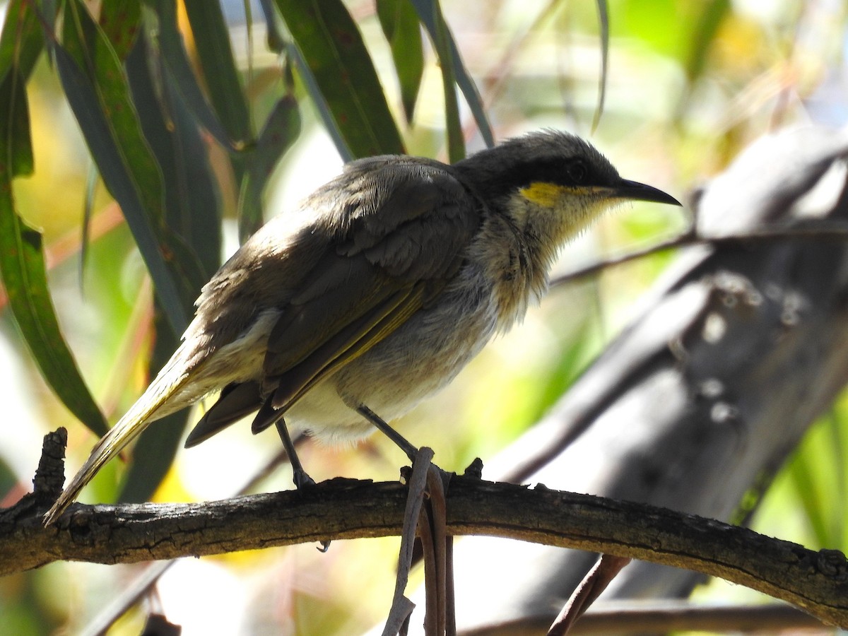 Singing Honeyeater - ML646166256