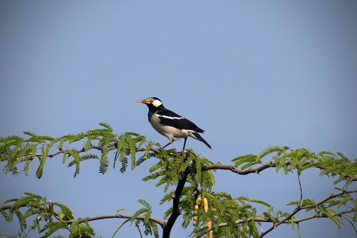 印度鵲椋鳥 - ML646166258