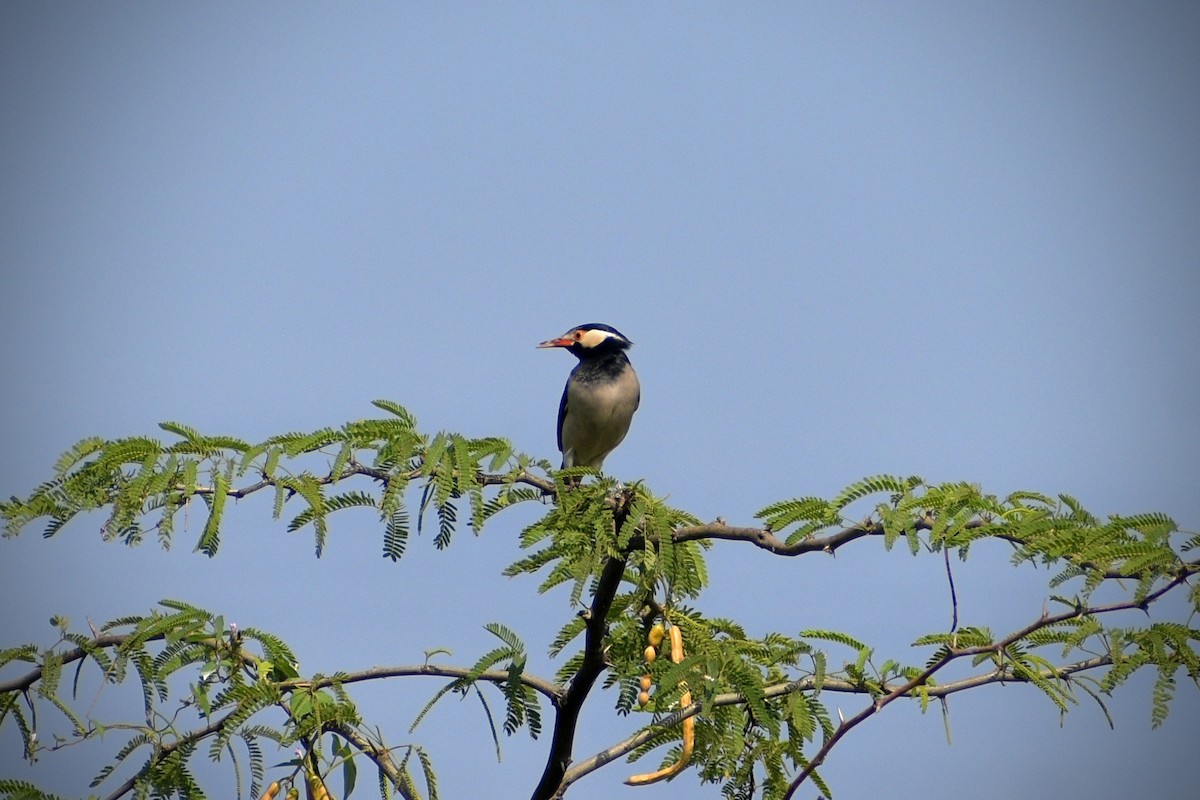 印度鵲椋鳥 - ML646166259