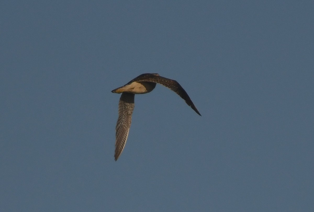 Upland Sandpiper - ML646166263