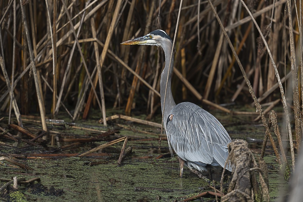 Great Blue Heron - ML646166264