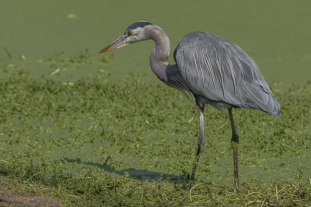 Great Blue Heron - ML646166265