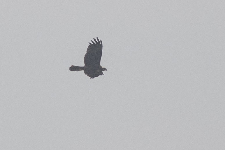 Western Marsh Harrier - ML646166266