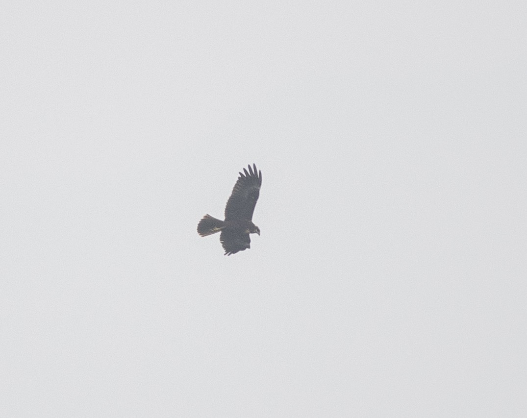 Western Marsh Harrier - ML646166267