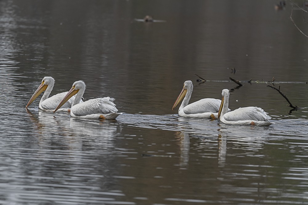 American White Pelican - ML646166269