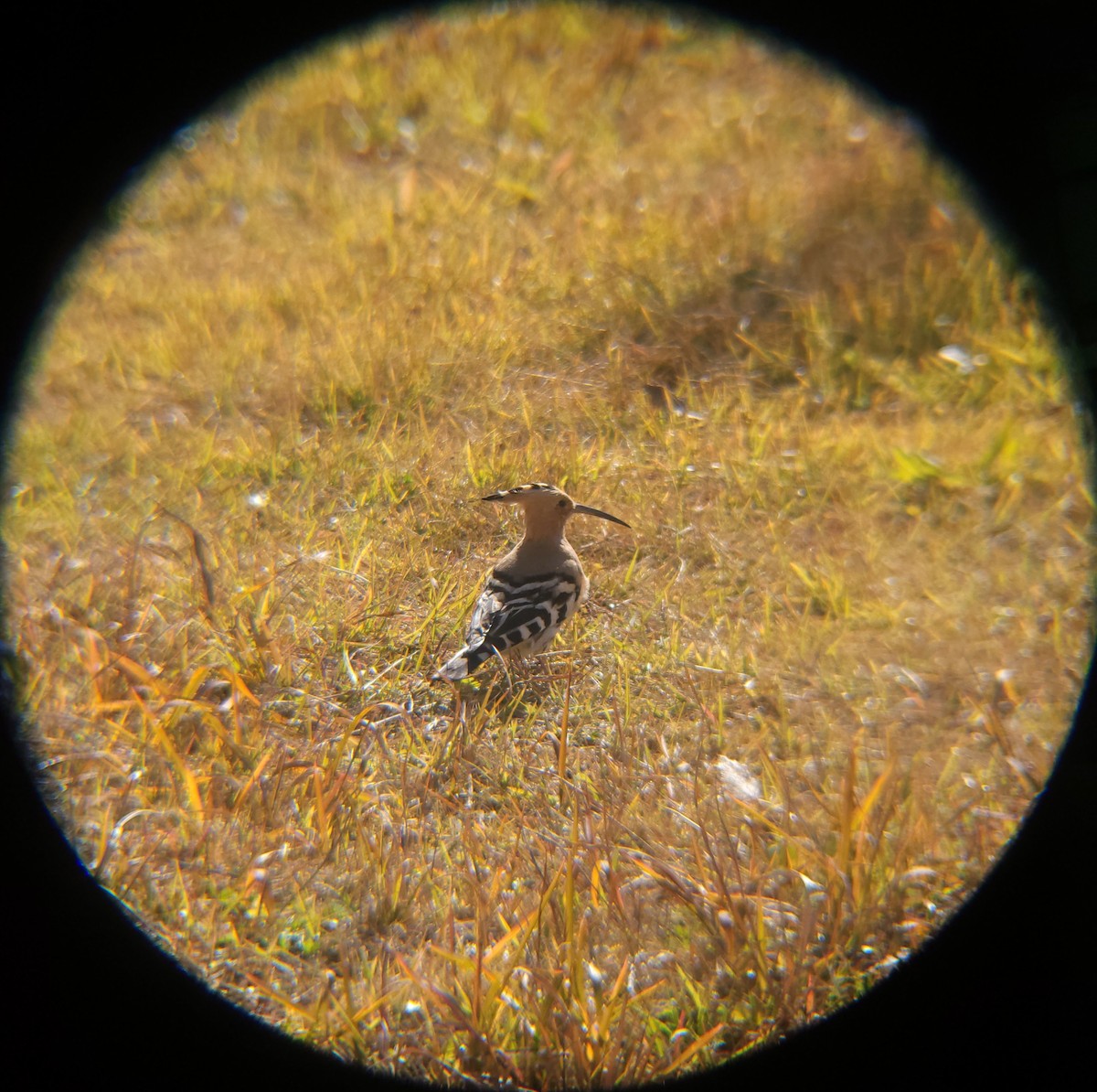 Common Hoopoe - ML646166271