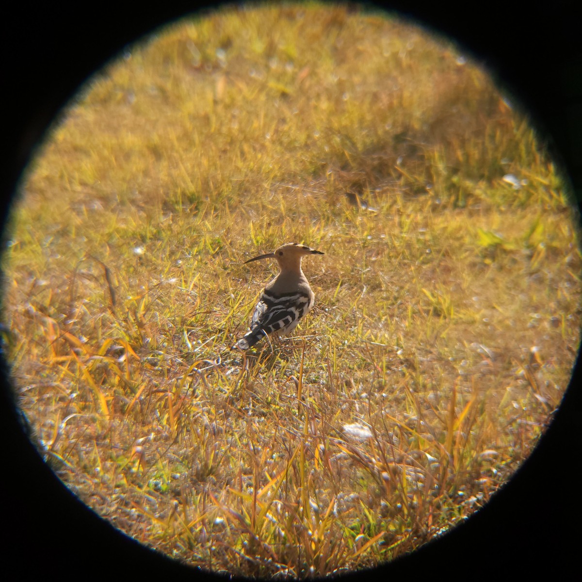 Common Hoopoe - ML646166272