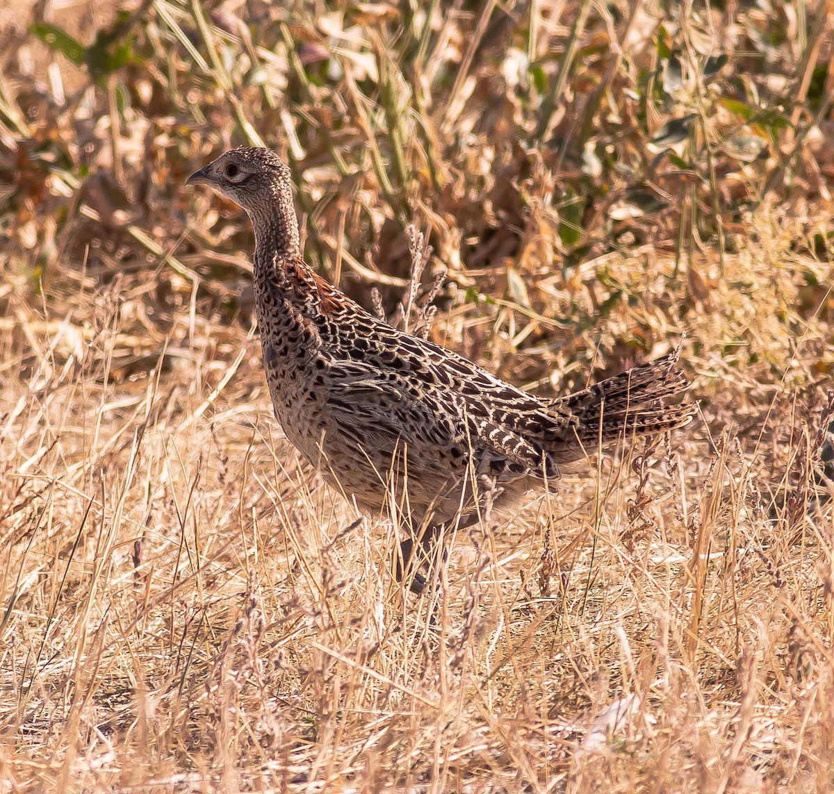 Ring-necked Pheasant - ML646166273