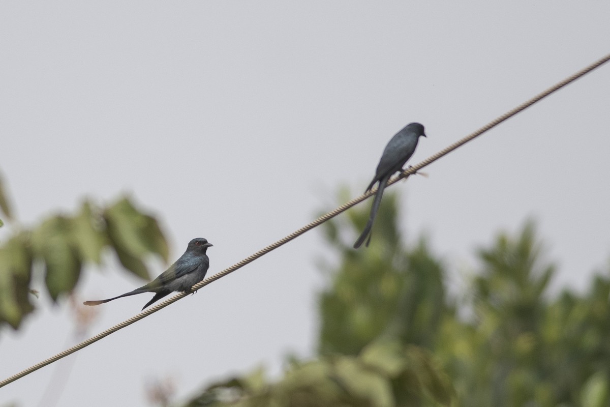 Ashy Drongo - ML646166274