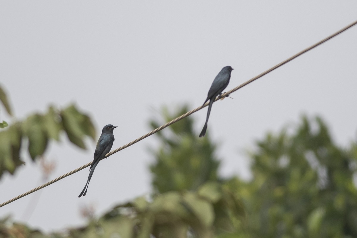 Ashy Drongo - ML646166275
