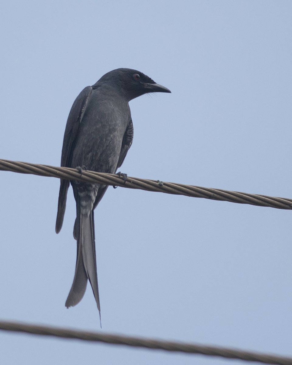 Ashy Drongo - ML646166276