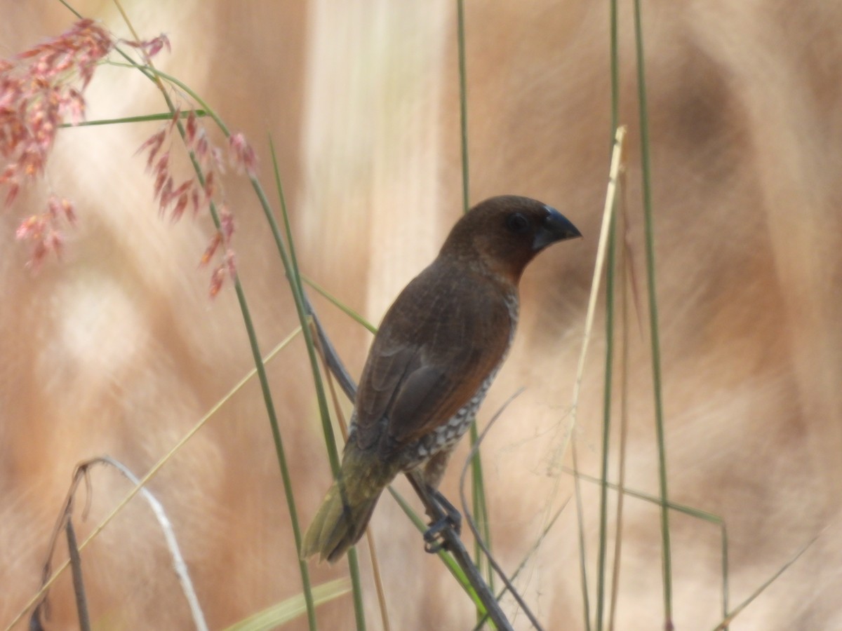 Мунія іржаста - ML646166277