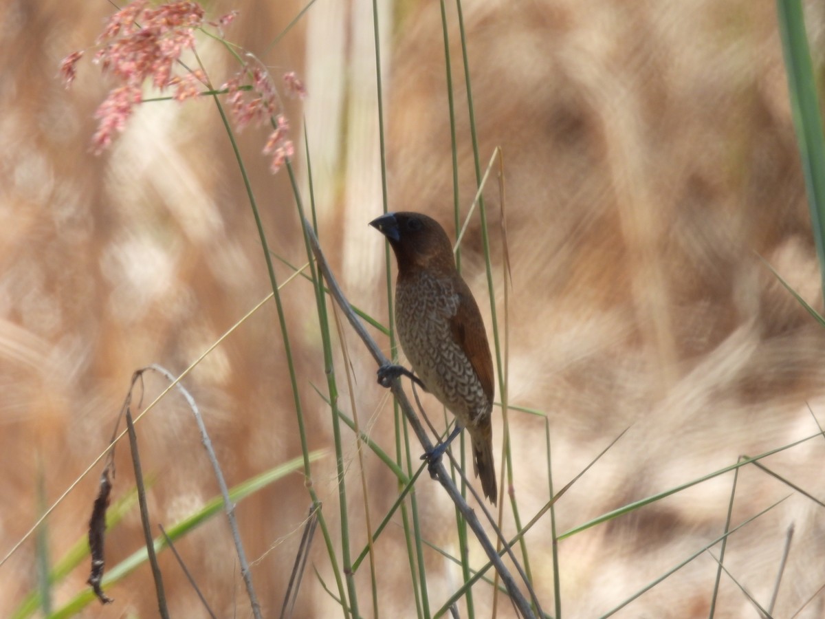 Мунія іржаста - ML646166278