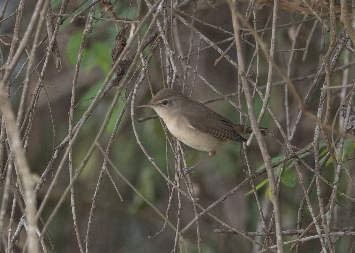 Blyth's Reed Warbler - ML646166279