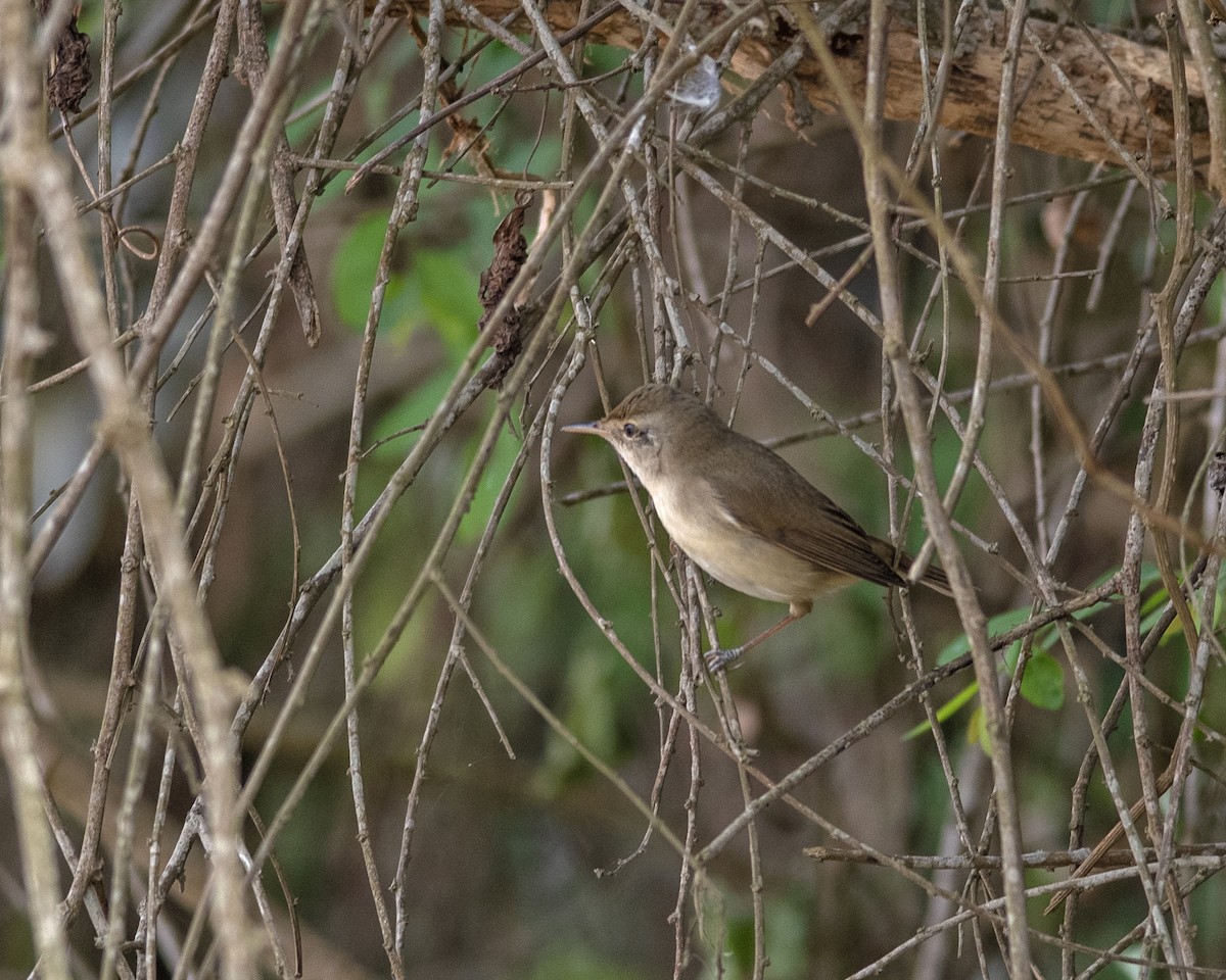 Blyth's Reed Warbler - ML646166280