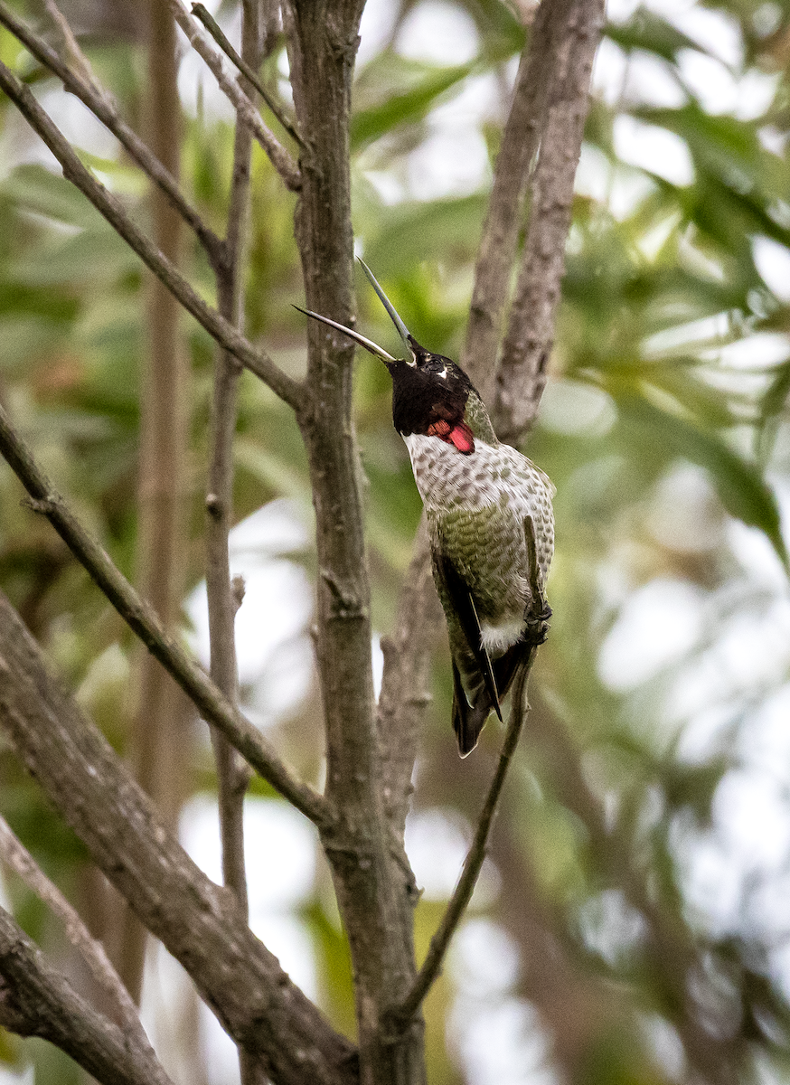 Каліпта рубіновоголова - ML646166281