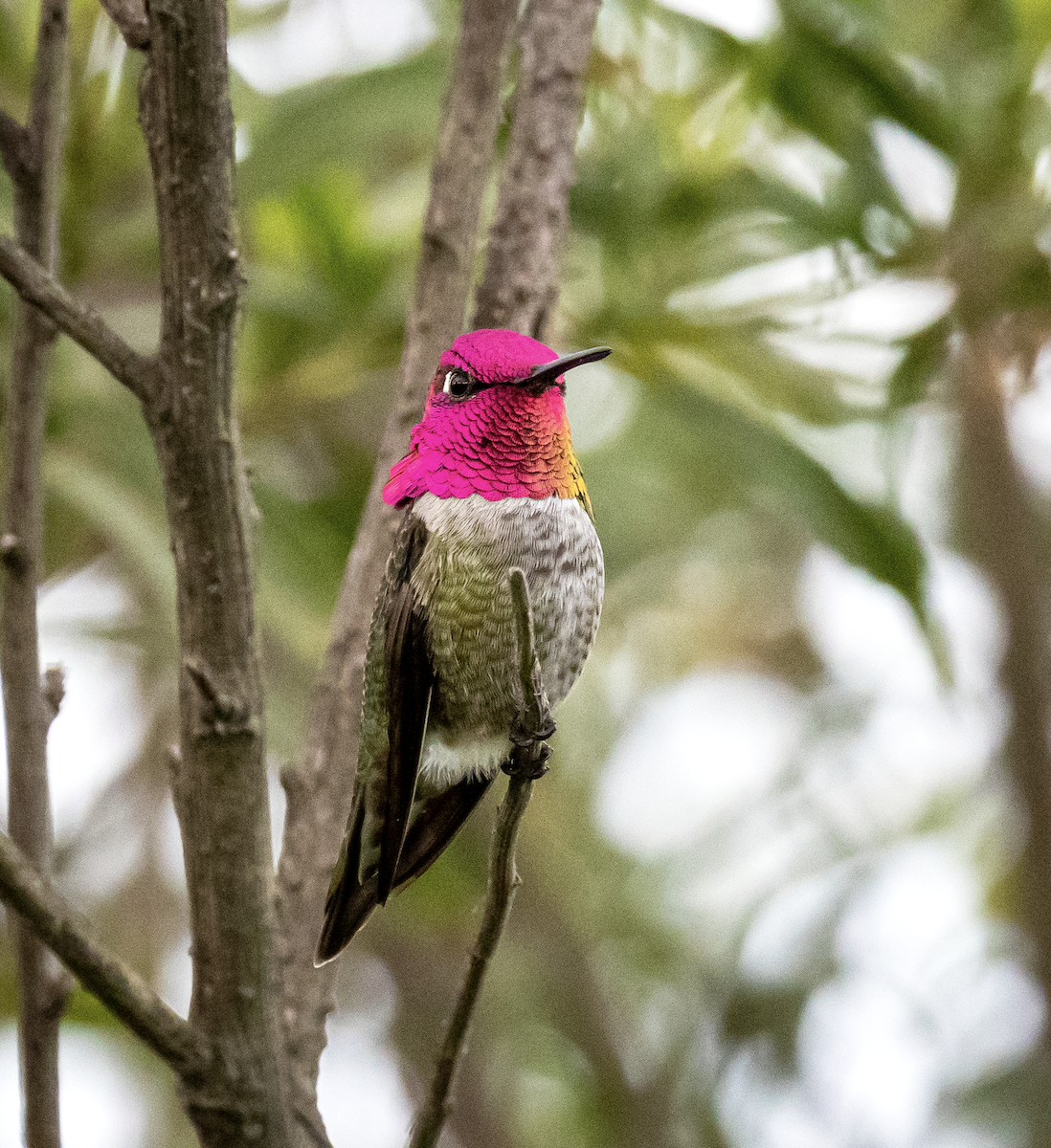 Каліпта рубіновоголова - ML646166282