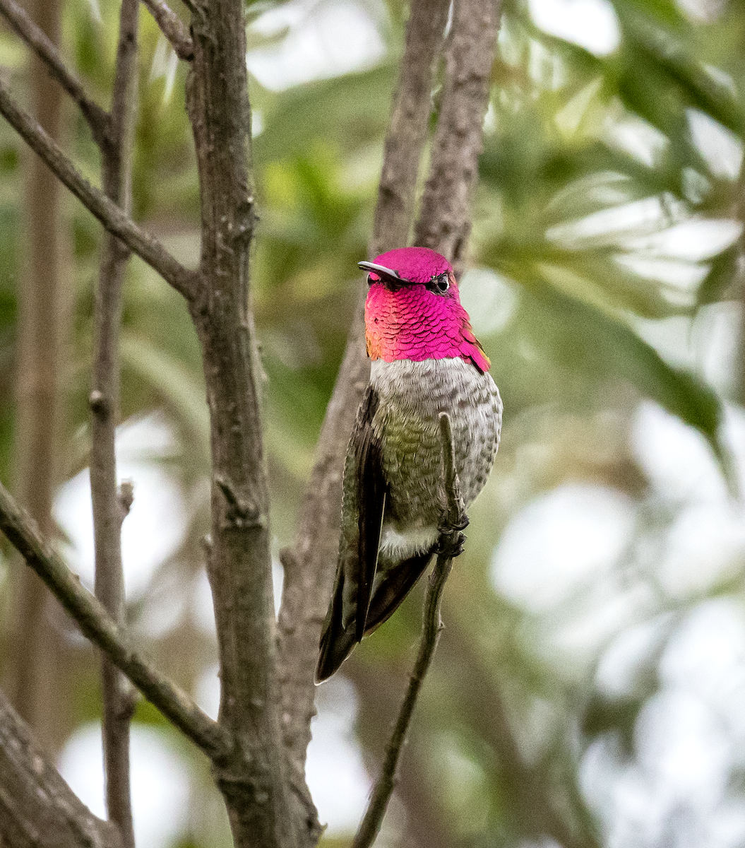 Каліпта рубіновоголова - ML646166283