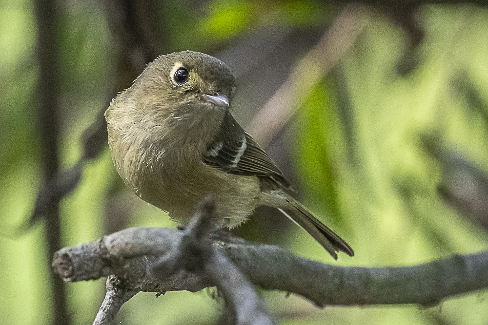 Hutton's Vireo - ML646166284