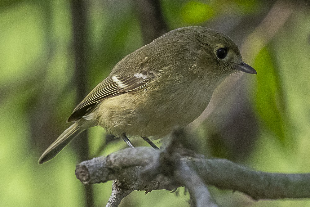 Hutton's Vireo - ML646166285
