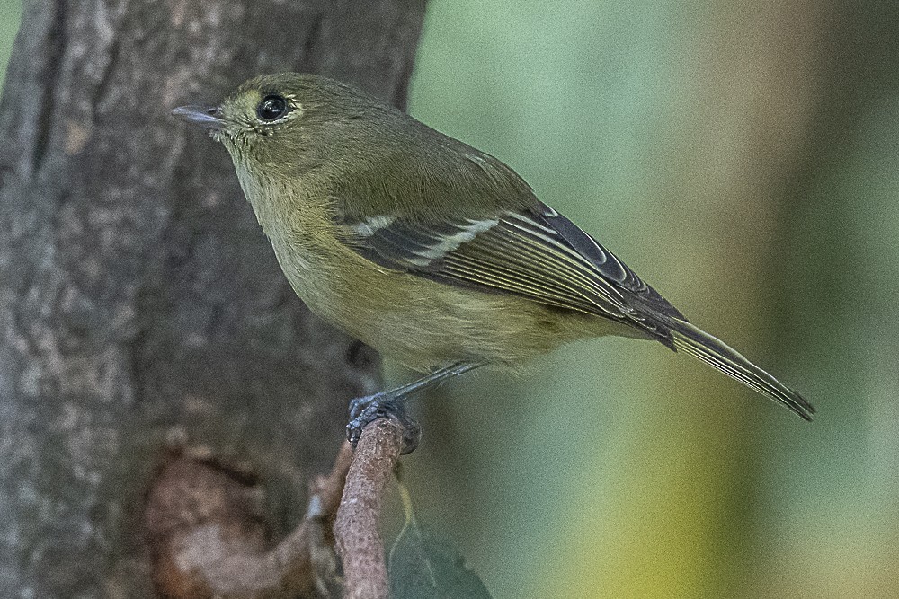 Hutton's Vireo - ML646166286