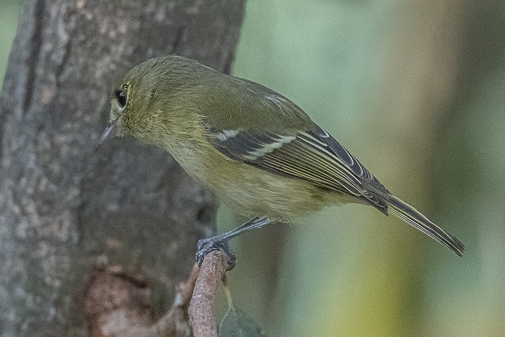 Hutton's Vireo - ML646166287
