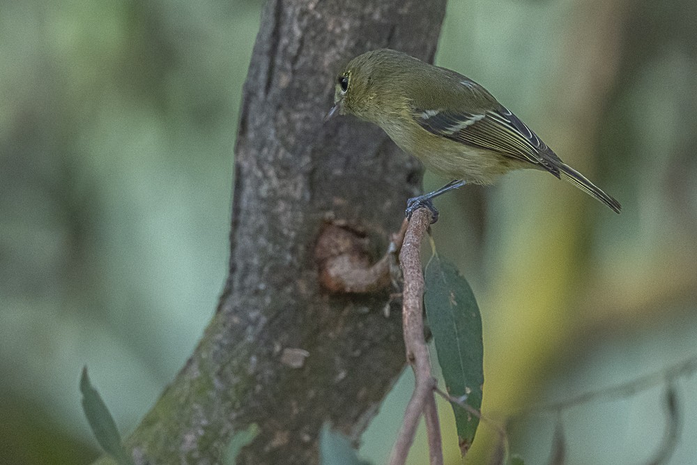 Hutton's Vireo - ML646166288