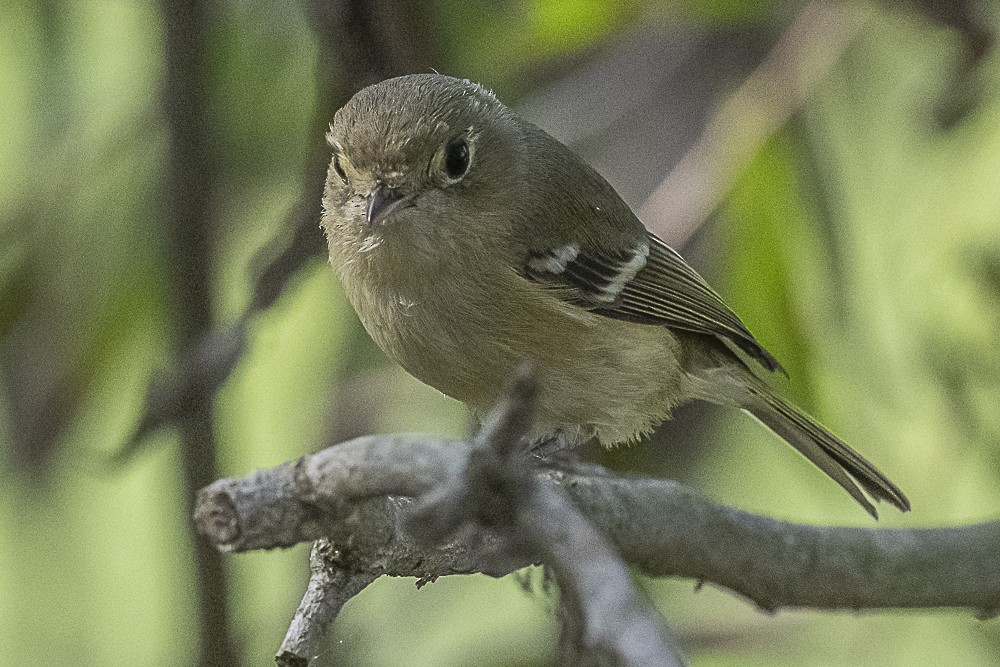 Hutton's Vireo - ML646166289