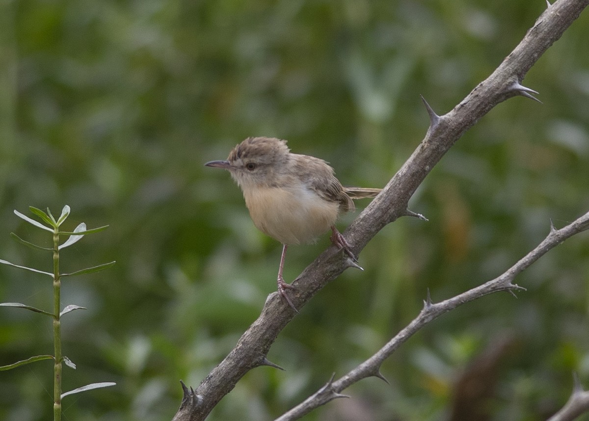 Plain Prinia - ML646166297