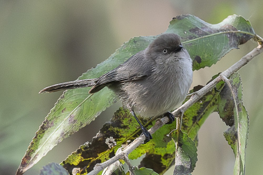 Bushtit (Pacific) - ML646166298