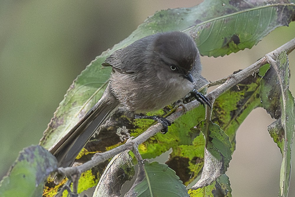 Bushtit (Pacific) - ML646166299