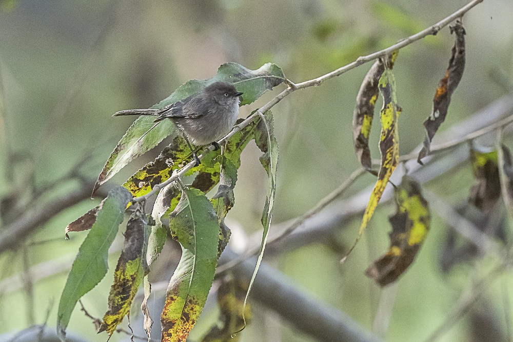 Ополовник американський [група minimus] - ML646166300